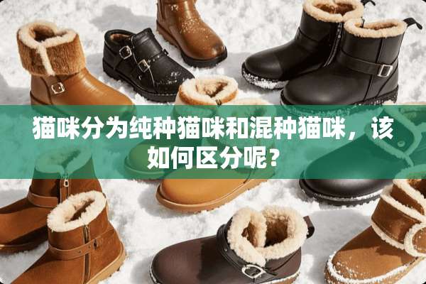 猫咪分为纯种猫咪和混种猫咪，该如何区分呢？