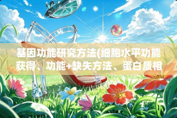 基因功能研究方法(细胞水平功能获得、功能+缺失方法、蛋白质相互作用)
