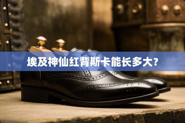 埃及神仙红背斯卡能长多大？