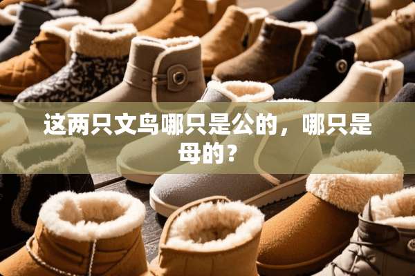 这两只文鸟哪只是公的，哪只是母的？