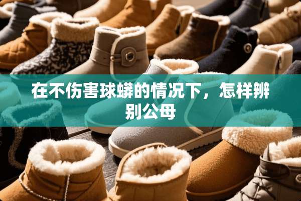 在不伤害球蟒的情况下，怎样辨别公母