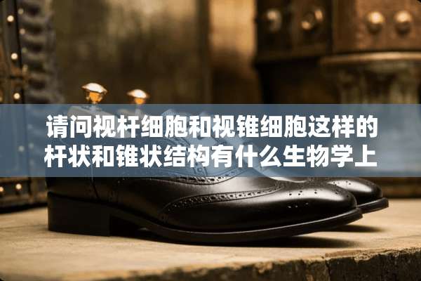 请问视杆细胞和视锥细胞这样的杆状和锥状结构有什么生物学上的意义吗？先谢了