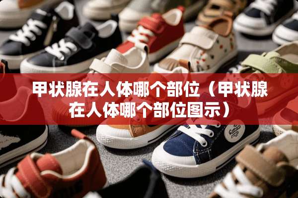 甲状腺在人体哪个部位（甲状腺在人体哪个部位图示）