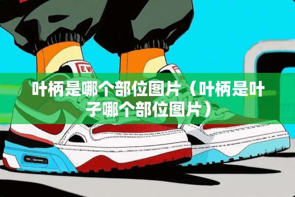 叶柄是哪个部位图片（叶柄是叶子哪个部位图片）