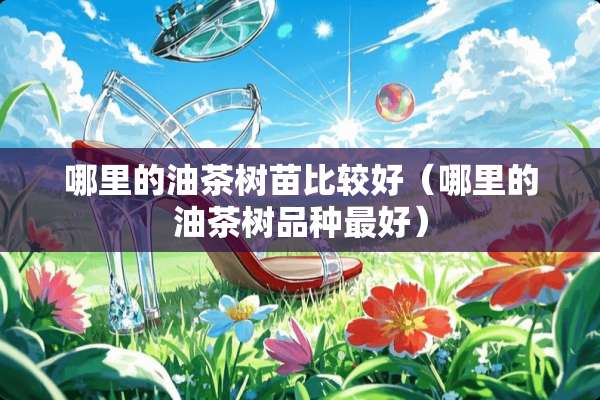 哪里的油茶树苗比较好（哪里的油茶树品种最好）