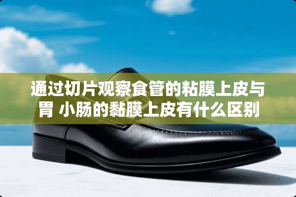 通过切片观察食管的粘膜上皮与胃 小肠的黏膜上皮有什么区别