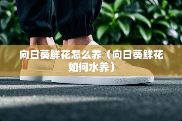 向日葵鲜花怎么养（向日葵鲜花如何水养）