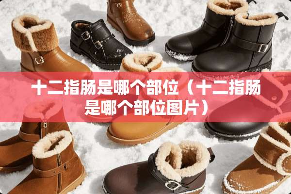 十二指肠是哪个部位（十二指肠是哪个部位图片）