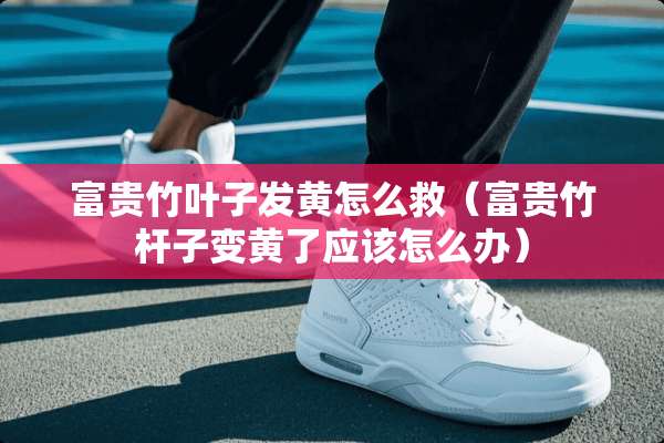 富贵竹叶子发黄怎么救（富贵竹杆子变黄了应该怎么办）