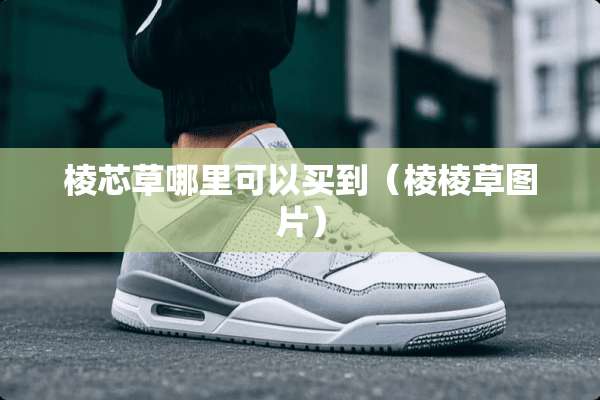 棱芯草哪里可以买到（棱棱草图片）
