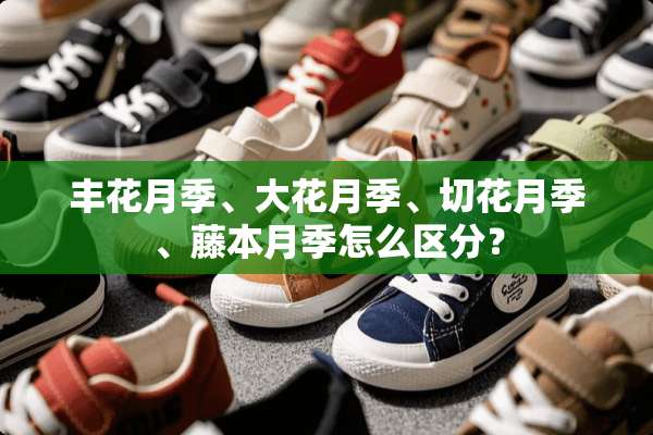 丰花月季、大花月季、切花月季、藤本月季怎么区分？