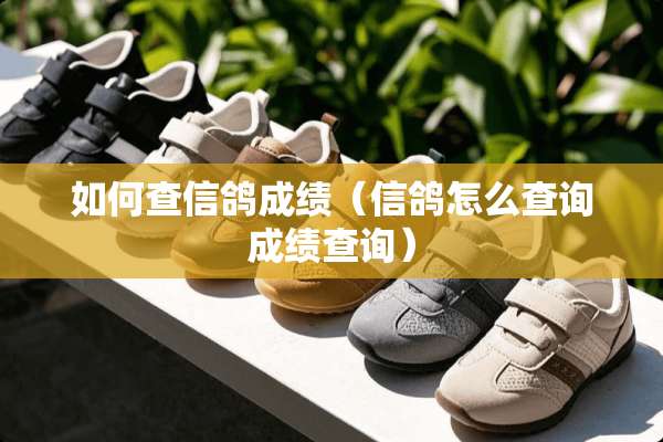 如何查信鸽成绩（信鸽怎么查询成绩查询）