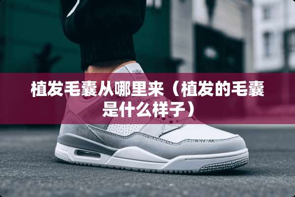 植发毛囊从哪里来（植发的毛囊是什么样子）