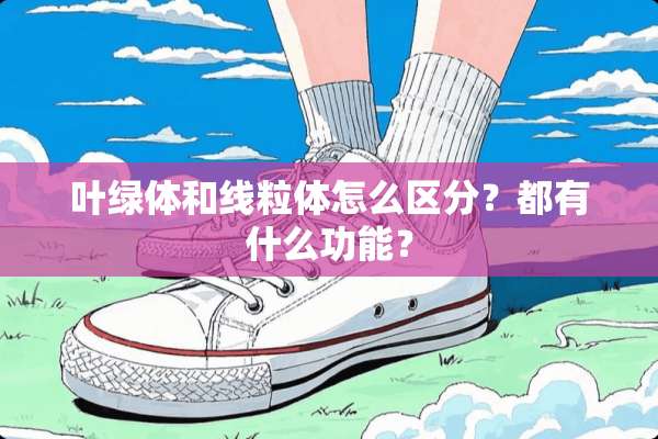 叶绿体和线粒体怎么区分？都有什么功能？