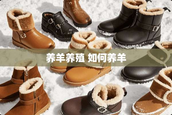 养羊养殖 如何养羊