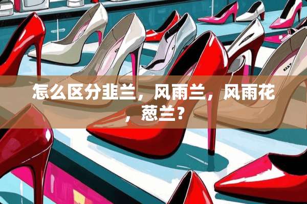 怎么区分韭兰，风雨兰，风雨花，葱兰？