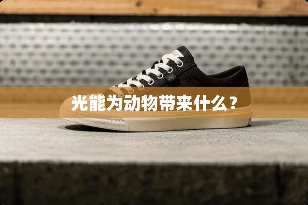 光能为动物带来什么？