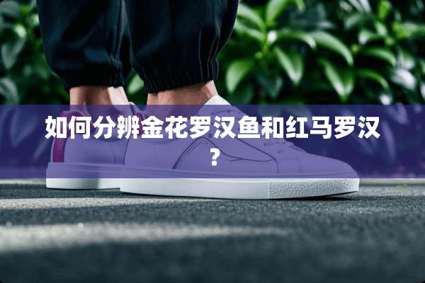 如何分辨金花罗汉鱼和红马罗汉？