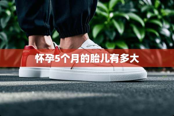 怀孕5个月的胎儿有多大