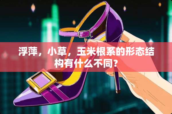 浮萍，小草，玉米根系的形态结构有什么不同？