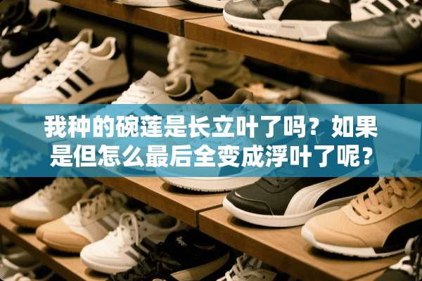 我种的碗莲是长立叶了吗？如果是但怎么最后全变成浮叶了呢？