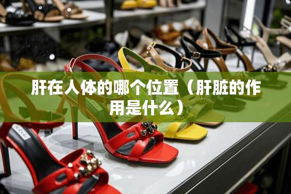 肝在人体的哪个位置(肝脏的作用是什么) 肝在人体的哪个位置(肝脏的作用是什么)