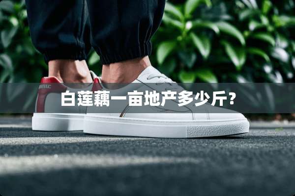 白莲藕一亩地产多少斤？