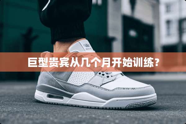 巨型贵宾从几个月开始训练？