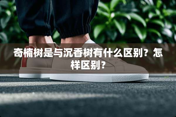 奇楠树是与沉香树有什么区别？怎样区别？