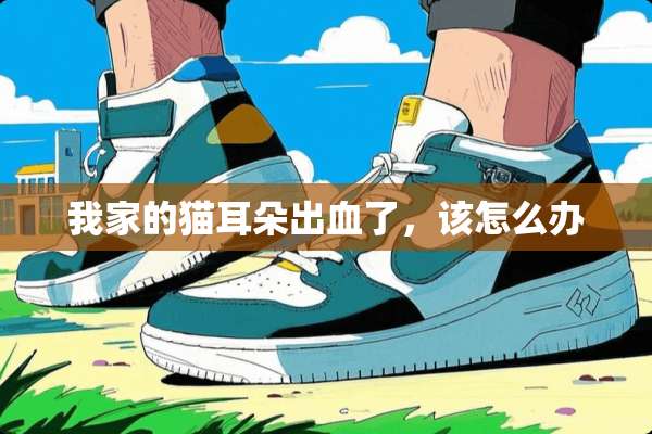 我家的猫耳朵出血了，该怎么办