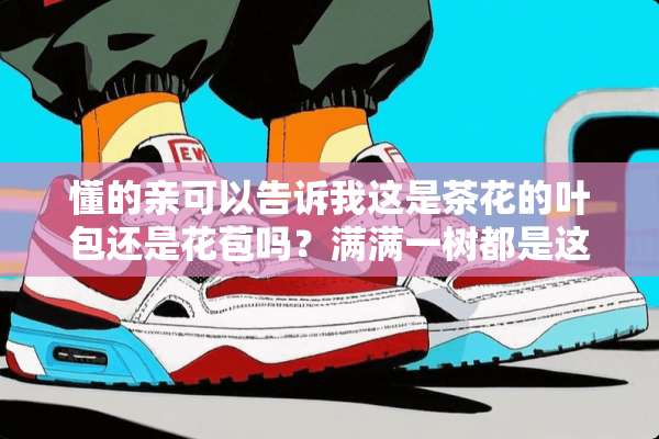 懂的亲可以告诉我这是茶花的叶包还是花苞吗？满满一树都是这个