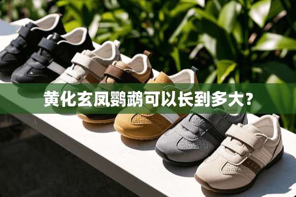 黄化玄凤鹦鹉可以长到多大？