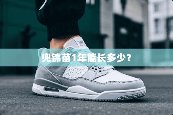 兜锦苗1年能长多少？